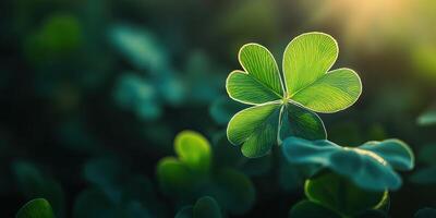 Close up of a vibrant green clover leaf photo