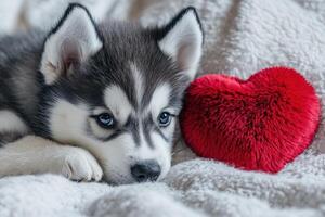Siberian husky puppy resting on a fluffy blanket photo