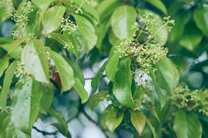 The bird cherry is gaining color. Close-up of a flowering tree with small white inflorescences. Cherry blossoms in spring. A spring concept with space to copy, a layout for your design photo