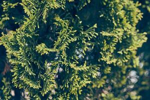 Close-up of thuja branches. Evergreen coniferous thuja. An ornamental plant. The texture of the leaves. With space to copy photo