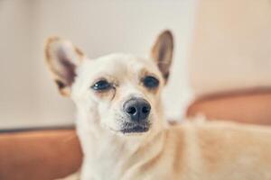 Selective focus of the head of a chihuahua hybrid facing forward. He looks curiously at the camera. On a light background, with a space for copying photo