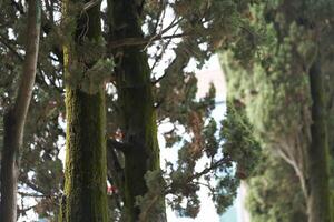Tree trunks ate with bare branches on a summer day. A dense thicket of branches, where there is a place to copy. photo
