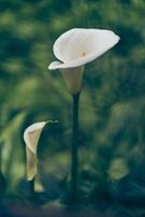 A calla flower highlighted on a green blurred background. Close-up of a beautiful calla flower with space to copy. photo