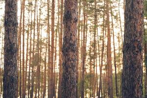 View of the beautiful summer coniferous forest with copy space. Tall brown pine trunks at sunset, sunrise photo