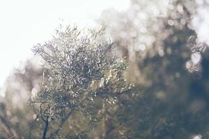 A close-up of the leaves of an evergreen coniferous cypress after the rain, against the background of the sky and blurred trees. Selective focus, blurred background with space to copy photo