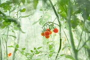 A ripe tomato growing in a greenhouse. A fresh bunch of red natural tomatoes on a branch in an organic vegetable garden. Blurred background and a place to copy photo