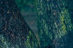 The texture of the bark of a tree made of two pieces. Due to the high humidity, the tree is covered with moss. Textured natural background with space to copy photo
