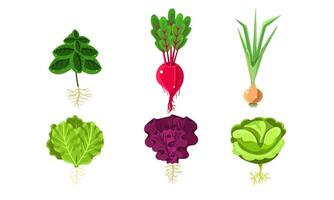 Vegetables With Leaves and Roots Set, Lettuce, Beetroot, Onion, Cabbage, Radish Illustration vector