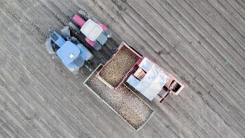 a combine harvester unloads potatoes on to the tractor trailer, aerial overhead with drone video