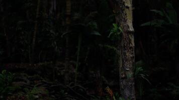 Exploring a mysterious, dark forest with towering trees and shadows video