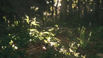 Sunlight filtering through trees onto lush green undergrowth in a forest video