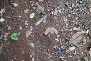 Dark brown soil texture with lots of stones and dry leaves, photographed during the day photo