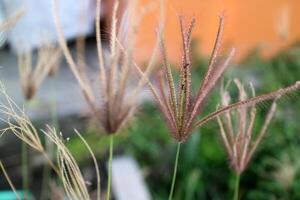 Flowers from half dried grass in front of the house photo