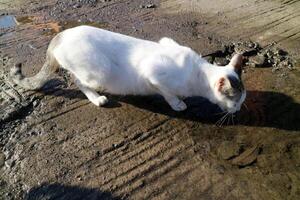 Full body of a pure white cat with a grey head, drinking in a puddle of water in the middle of the road, during the day photo
