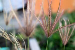 Flowers from half dried grass in the field photo