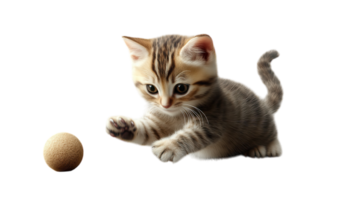 A playful kitten engages with a soft ball in a cozy indoor setting during daylight hours. png