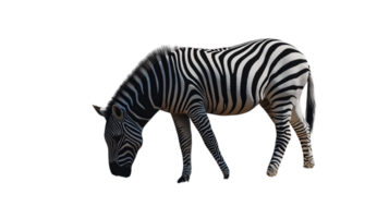 A Realistic Zebra Grazing Peacefully in a Lush Green Field, Perfect for Nature-Themed Projects and Wildlife Conservation Illustrations. png
