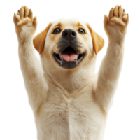 Happy dog with raised paws celebrating joy in a bright setting isolated on transparent background. png