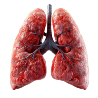 Detailed anatomical representation of human lungs showcasing intricate structure and functionality in a clean, educational format isolated on transparent background. png