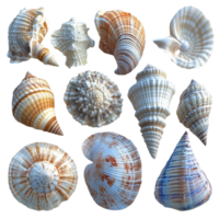 Various seashells displayed on a light background showcasing unique patterns and textures collected from coastal shorelines isolated on transparent background. png