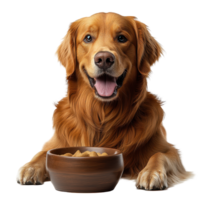 Golden retriever sits happily beside a bowl of dog food in a bright, clean environment with a joyful expression on its face isolated on transparent background. png