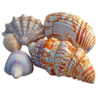 Beautiful collection of colorful seashells displayed together on a soft surface near the shoreline in bright daylight isolated on transparent background. png