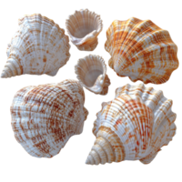 Collecting sea shells on a beach, showcasing various types of shells with intricate patterns and textures isolated on transparent background. png