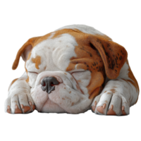 Cute sleeping dog with a unique fur pattern rests peacefully on a soft surface during a sunny afternoon isolated on transparent background. png