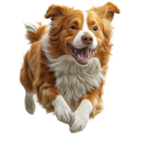 Happy dog running through an open field on a sunny day enjoying the warmth and freedom of nature isolated on transparent background. png