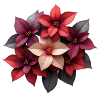 Vibrant assortment of poinsettia flowers arranged artistically in rich red and maroon colors isolated on transparent background. png