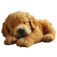 Golden retriever puppy sleeping peacefully on a soft surface in a cozy indoor setting isolated on transparent background. png