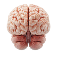 Detailed view of a human brain with distinct anatomical features and structure observed from a central perspective isolated on transparent background. png