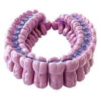Detailed model of the human intestines showing structure and function in a scientific educational setting isolated on transparent background. png