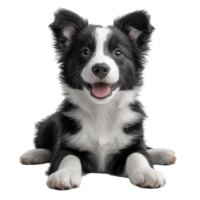 Happy border collie puppy with black and white fur lying down indoors in a well-lit environment isolated on transparent background. png