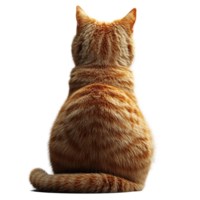 Orange tabby cat sitting calmly against a white background enjoying a quiet moment of solitude in the afternoon isolated on transparent background. png