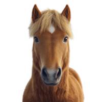 Horse with a soft mane displaying a calm expression against a clean background during daytime isolated on transparent background. png