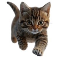 Playful tabby kitten running with excitement and curiosity across a bright background isolated on transparent background. png