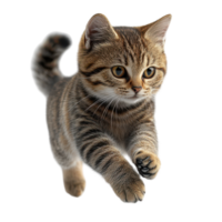 Playful striped kitten leaps joyfully in a bright, indoor setting during daytime isolated on transparent background. png
