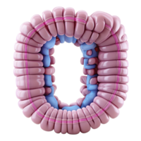 Detailed representation of a human intestinal structure showcasing its intricate design and functions isolated on transparent background. png