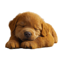 Golden retriever puppy sleeping peacefully in a cozy position on a soft surface isolated on transparent background. png