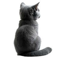 Gray cat sitting quietly while looking out the window on a bright sunny day isolated on transparent background. png