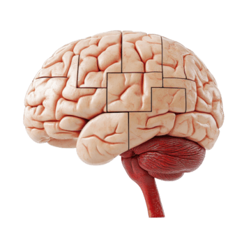 cerebro modelo mostrando secciones y conexiones en un claro ilustración de anatomía y función aislado en transparente antecedentes. png