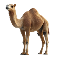 Camel standing on desert sand under bright sunlight with a clear sky in the background during midday isolated on transparent background. png