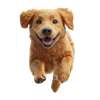 Golden retriever puppy happily running through a sunny field during the afternoon isolated on transparent background. png