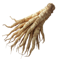 Unique ginseng root with long, winding tendrils displayed against a plain background isolated on transparent background. png