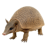 Armadillo on White Background on transparent background. png