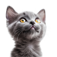Adorable Grey Kitten Looking Up on transparent background. png