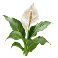 Peaceful Lily Flower Bloom on transparent background. png