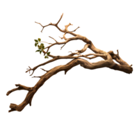 bare tree branch isolated. Tree branch without leaves. Brown dry twig isolated on transparent png