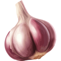 Fresh garlic vegetable full of flavor icon isolated png